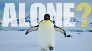 Should You be like the Alone Penguin? (Nihilist Penguin), Before it