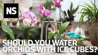 Should you water your orchids with ice cubes?