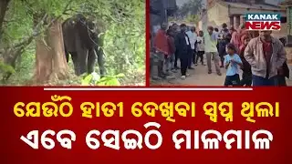 Shrinking Forests, Rising Elephant Threat | Wild Elephants Enter Human Settlements in Ganjam