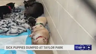 Sick puppies left abandoned in plastic container at Largo park; police investigating