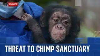 Sierra Leone chimpanzee sanctuary under threat after land grab