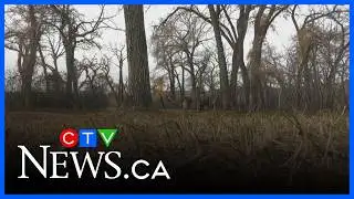 Significant drought might be dodged, this time