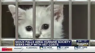 Sioux Falls Area Humane Society seeking help for vet costs