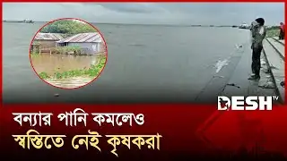 যমুনায় কমছে বন্যার পানি, ফসল হারিয়ে দিশাহারা কৃষক | Sirajganj | Flood | Desh TV