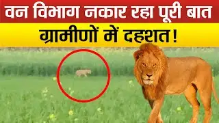 Sitapur- आधा दर्जन ग्रामीणों ने किया दावा, मौके पर देखा शेर, क्या बोले जिम्मेदार?