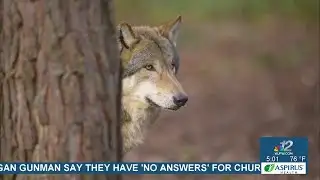 Six bear hunting dogs killed in wolf attacks over weekend, DNR confirms