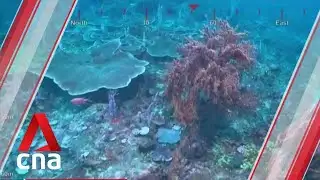 Skyscraper-sized coral reef discovered at Australia