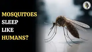 Sleepy Mosquitoes Skip Blood Meals After Sleep Loss, Study Reveals | WION Podcast