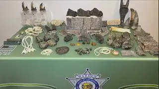 Sliced elephant trunks destined for Fresno intercepted by state officials