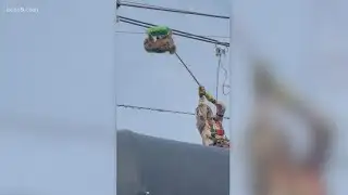 Sloth rescue: Animal saved from possible electrocution after climbing up pole