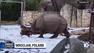 Small deer challenges massive rhino to a duel in the snow