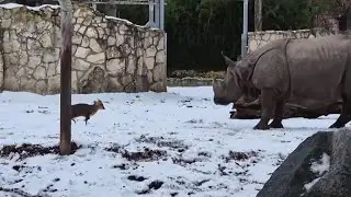 Small deer faces off against big rhino