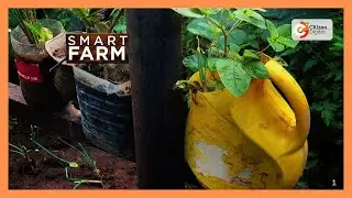 Smart Farm | Focus on Urban Farming in Kitui County