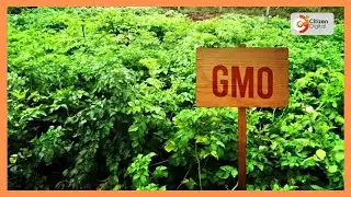 Smart Farm: KALRO’s GMO potato to beat blight