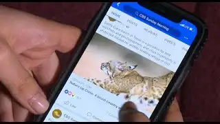 Smartphones and our information overload