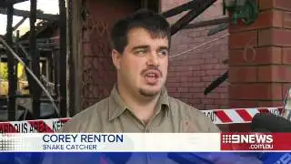 Snake Scare | 9 News Adelaide