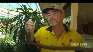 Snake Warning | 9 News Adelaide