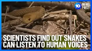 Snakes Have Ability To Hear Human Voices | 10 News First