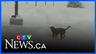 Snow not stopping police dog from locating target