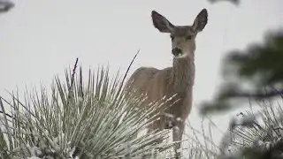 Snow slams Castle Rock in late spring storm