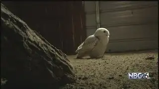 Snowy owl rescue