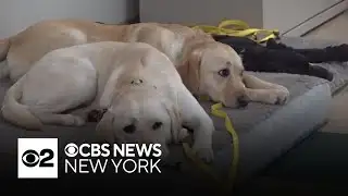 Some dogs can learn new words by eavesdropping, research shows