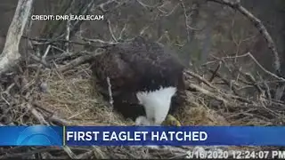 Some Good News: First Eaglet Hatches On DNR Eagle Cam