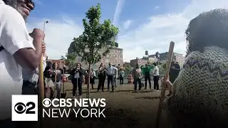 South Bronx needs more trees, borough leaders say