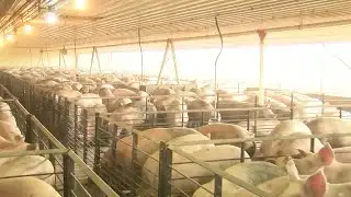 Southeast Minnesota farmers react to JBS cyberattack