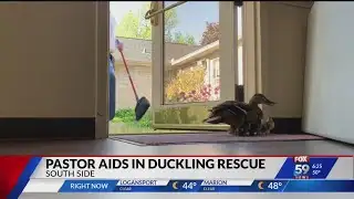 Southport pastor helps out ducks