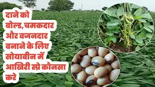 सोयाबीन में आखिरी स्प्रे कौनसा करे  | Soyabean me last spray | 60 din ki soybean me konsa spray kare