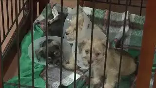 Spearfish PD offers pet license tags