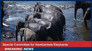 Special Committee for Hambantota Elephants