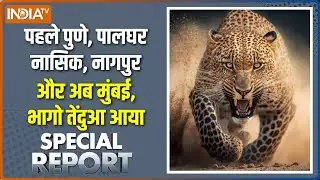 Special Report : पुणे पालघर नासिक नागपुर, अब मुंबई पहुंचा तेंदुआ | Leopard Attack In Maharashtra