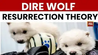 Special Report: Colossal Biosciences Claims Resurrection of Extinct Dire Wolf