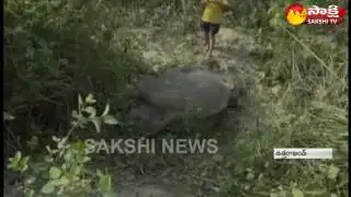 Speeding Train Kills 2 Elephants In Uttarakhand