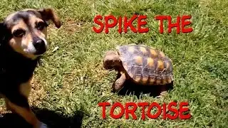 spike the tortoise