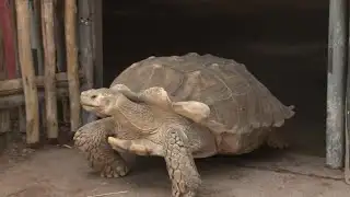 Spike the tortoise emerges from petting zoo exhibit