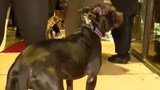 Springfield candlelight vigil aims to end animal cruelty