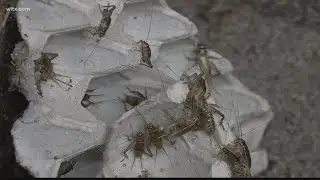 Springtime brings warmer weather and more bugs