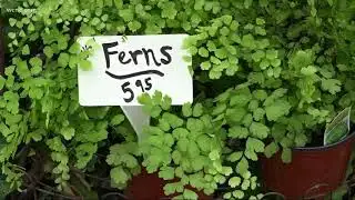 Springtime snow falling in NC mountains