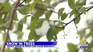 Springtime trees vulnerable in heavy snowfall expected Friday