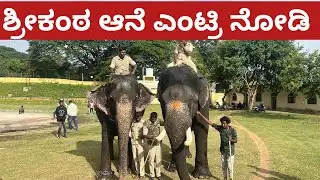ಶ್ರೀಕಂಠ ಎಂಟ್ರಿ ನೋಡಿ | Srikanta elephants palace entry #srikantaelephant 