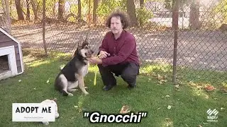 SSPTV Community News - "Adopt Me" Nov. 3, 2024