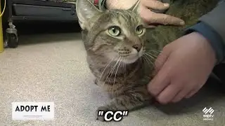 SSPTV Community News - "Adopt Me" Oct. 28, 2024