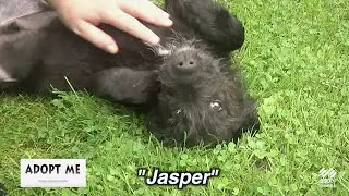 SSPTV Community News - "Adopt Me" October 7, 2024