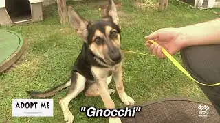 SSPTV Community News - "Adopt Me" Sept. 23, 2024