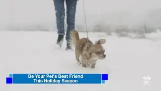SSPTV News - Pet Safety Tips For The Winter from Hillside SPCA