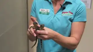 St. Augustine Alligator Farm becomes first place in US to hatch  African dwarf crocodiles