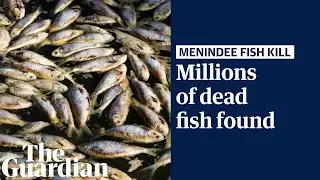 Staggering amount of dead fish found at Menindee